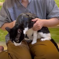 お風呂に入る猫