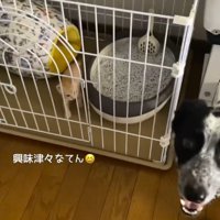 子猫を見て笑顔になる犬