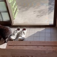 毛づくろいをする天くん