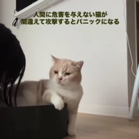 ベッドから落ちかける猫