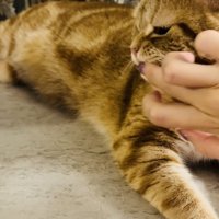 指に付けた水をアメリカンショートヘアに舐めさせる飼い主さん