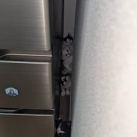冷蔵庫横に入る子猫たち