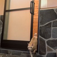 歩く猫