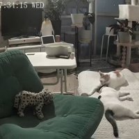 寄り添う2匹の猫