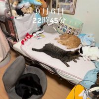 クッションで寝る猫