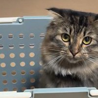 洗濯カゴの中に入ってこちらを見る猫