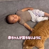 赤ちゃんと一緒に寝ている猫
