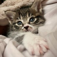 布団の中から顔を出す子猫