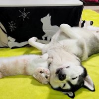 全体