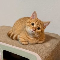 爪とぎに乗る猫2