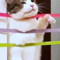 家の中に張ってあるテープにひっかかる猫