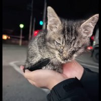 手のひらに乗る弱っている子猫