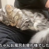 膝の上で眠る猫