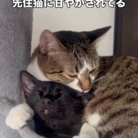 毛づくろいをされている猫としている猫