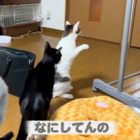 近寄る猫