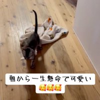 歩く猫