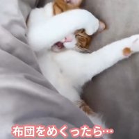 片方の前足を顔に被せる猫