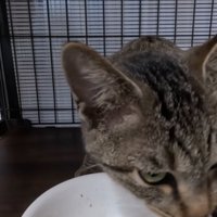 ごはんを食べ終わった猫
