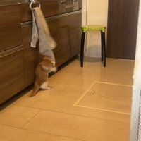 後ろ足で立ったままタオルをくわえて首を捻っている猫