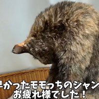 毛繕いをする猫