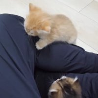 飼い主さんの膝を甘噛みする赤ちゃん