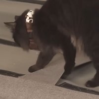 ソファの上の猫