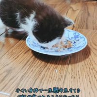 ご飯を食べる黒白模様の子猫