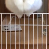 柵を跳び越えてキッチンに入る猫