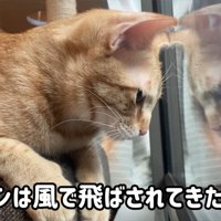ベランダの虫を見ている猫