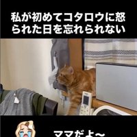 窓辺に寝そべっている猫