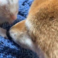 ニオイを嗅ぐ柴犬