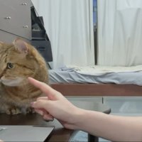 ちょっかいをかける飼い主さん