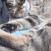 へそ天で目を細める猫