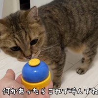 ベルに鼻を近づける猫