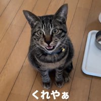 お座りして鳴く猫