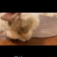 床に顔をつけて寝ている猫