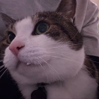 目を丸く見開いたキジ白猫の顔