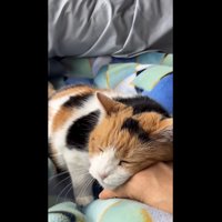 スリスリが止まらないミケ