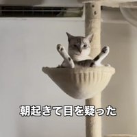 キャットタワーに座って遠くを見つめる猫