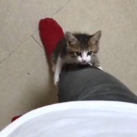 右足を登って