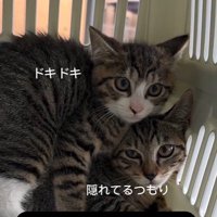キャリーの隅で震えている2匹の子猫