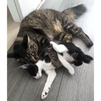 廊下にいる猫たち
