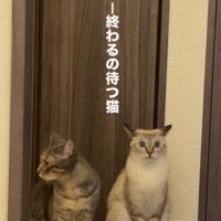 飼い主から離れた場所に座る2頭の猫