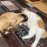 寄り添い合ってくつろぐ2頭の猫