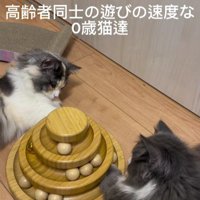 おもちゃで遊ぶ2匹の猫