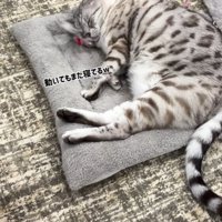 おもちゃの動きを気にすることなく眠る猫
