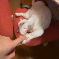 握手しながらあくびをする猫