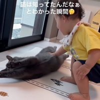子供にお腹を触られて伸びをしている猫（子供の目線猫）