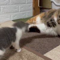 猫パンチされる子猫
