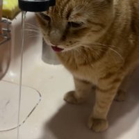 舌を出しながら水を眺める猫